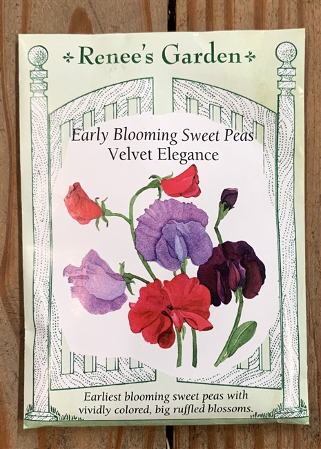 Renee's Garden Sweet Pea Velvet Elegance