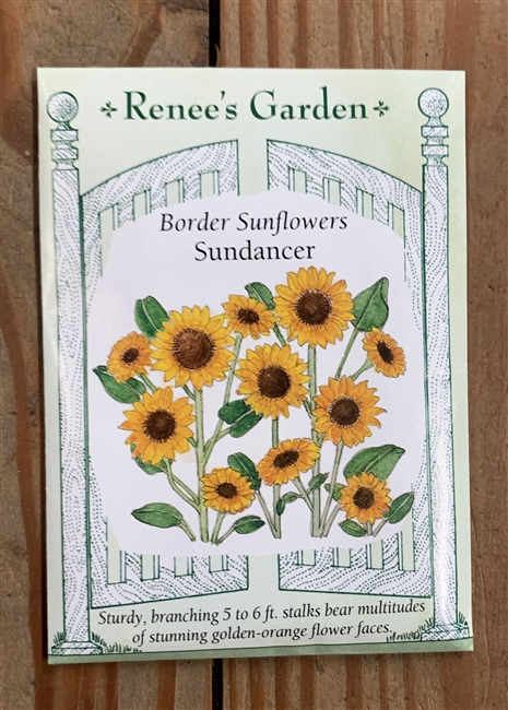 Renee's Garden Sunflower Sundancer