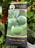 Thornless Key Lime Tree 5 Gallon