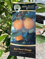 Red Navel Orange Tree 5 Gallon