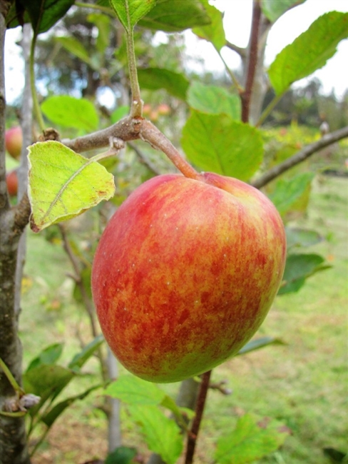 Anna Apple Tree 5 Gal Pot