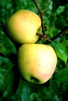 Dorsett Apple Tree 5 Gallon