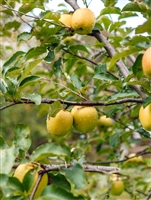 Ein-Sheimer Apple Tree 5 Gallon Pot