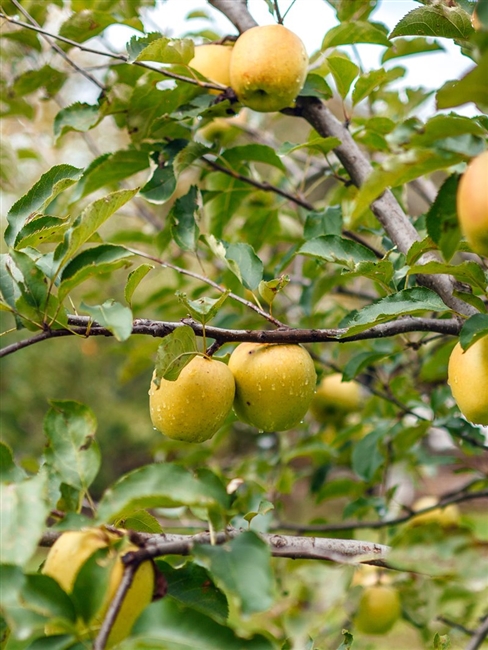 Ein-Sheimer Apple Tree 5 Gallon Pot