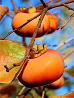 Fuyu Persimmon Tree 5 Gallon