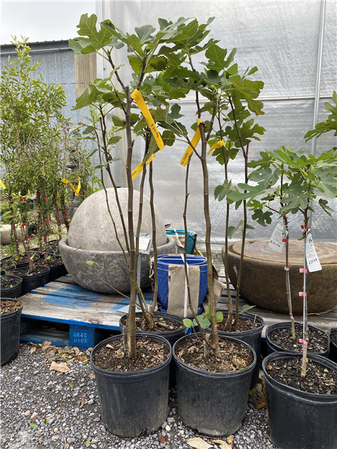 Celeste Fig Tree, 3 Gallon