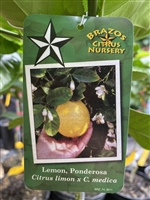 Dwarf Ponderosa Lemon Tree, 3 Gallon