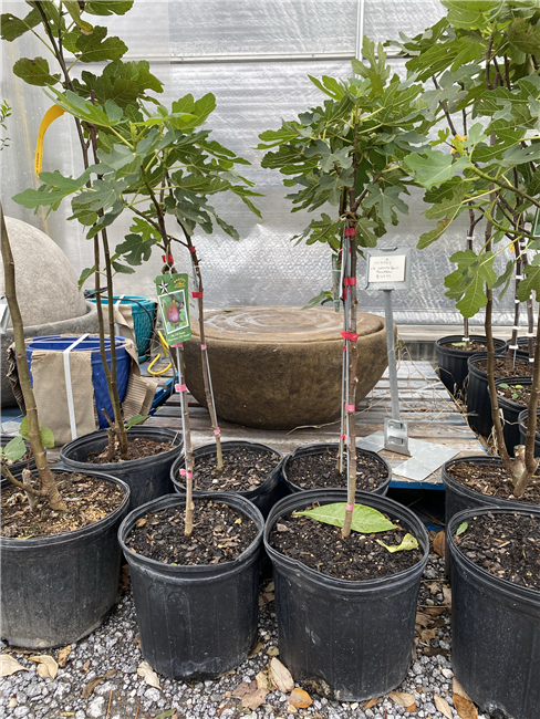 LSU Purple Fig Tree, 3 Gallon