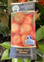 Orange Frost TM Satsuma Tree 5 Gallon