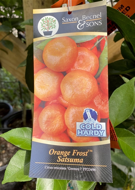 Orange Frost TM Satsuma Tree 5 Gallon