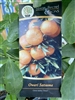 Owari Satsuma Tree 5 Gallon