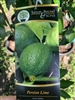 Persian Lime Tree 5 Gal