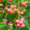 Pink Lemonade Blueberry Plant, 3 Gallon