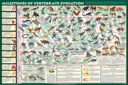 Milestones of Evolution-Laminated