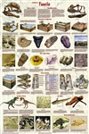 Introduction To Fossils - Laminated