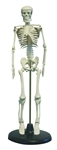 Desktop Skeleton Model 17"