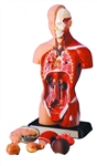 Human Torso Model 6 parts 25cm Tall