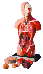 Human Torso Model 6 parts 25cm Tall