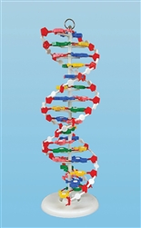 DNA Model