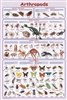 Arthropods - Laminated