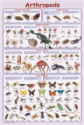 Arthropods - Laminated