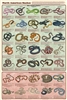 North American Snakes - Laminated