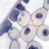 Mitosis Slide Set - 2 Prepared Slides