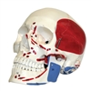 Human Skull Model with Markings