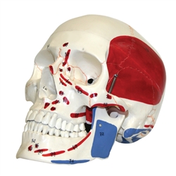 Human Skull Model with Markings