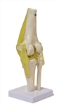 Knee Joint Model