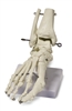 Foot Skeleton Model