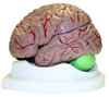 Life Size Brain Model -3 Part