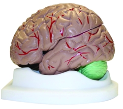 Life Size Brain Model -3 Part