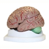 Life Size Brain Model - 4 Parts