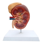 Kidney Model & Adrenal Gland 3x Life Size