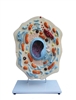 Animal Cell Model