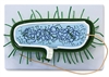 Prokaryotic Cell Model