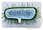 Prokaryotic Cell Model