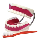 Teeth Model With Brush