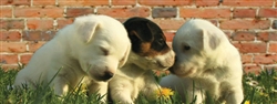 3D Lenticular Puppies Bookmark