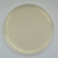 Potato Dextrose Agar Prepared Plate - Set of 10 plates