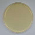 Standard Methods Agar Prepared Plate - Set of 10 plates