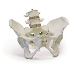 Female Pelvis Model