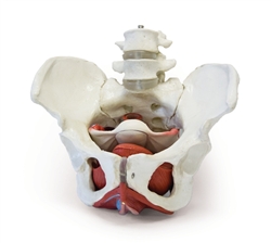 Female Pelvis with Organs