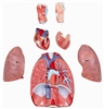 Model of the Human Respiratory System