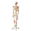 Full Size Skeleton with muscles & ligaments