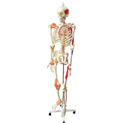 Full Size Skeleton with muscles & ligaments