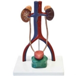 Urinary System Model