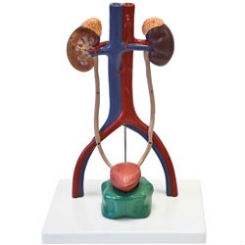 Urinary System Model