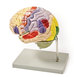 4 Part Color Coded Life-Size Human Brain Model